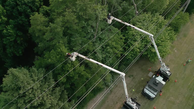 Best Palm Tree Trimming  in Waterville, OH