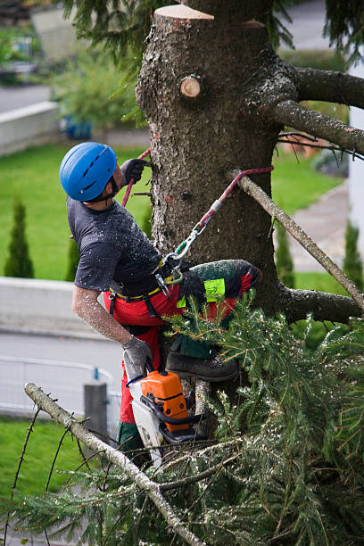 Trusted Waterville, OH Tree Removal Experts